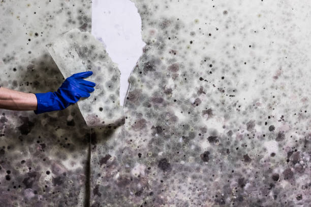 Best Office Mold Removal Services  in Grovetown, GA