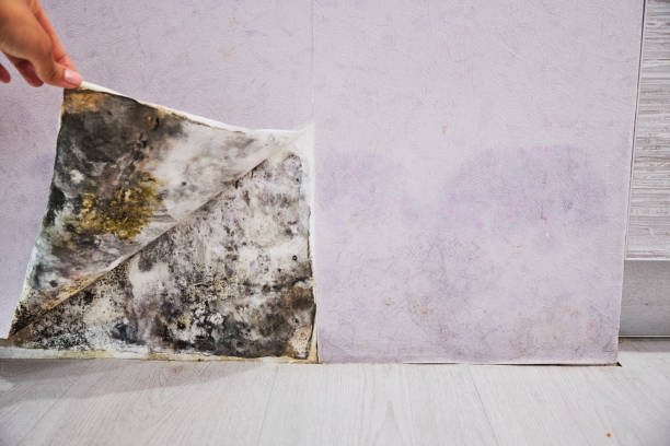 Best Toxic Mold Removal  in Grovetown, GA